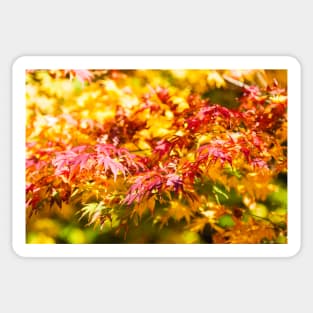 Maple tree red and orange autumn leafs Sticker